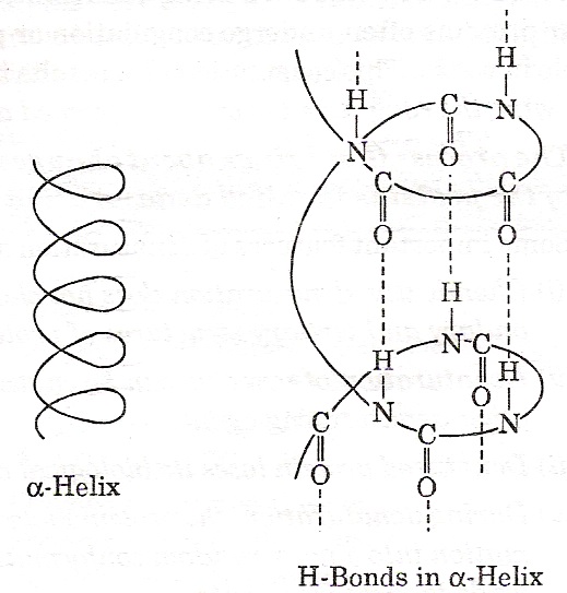 α-Helix of proteins - Km Chemistry